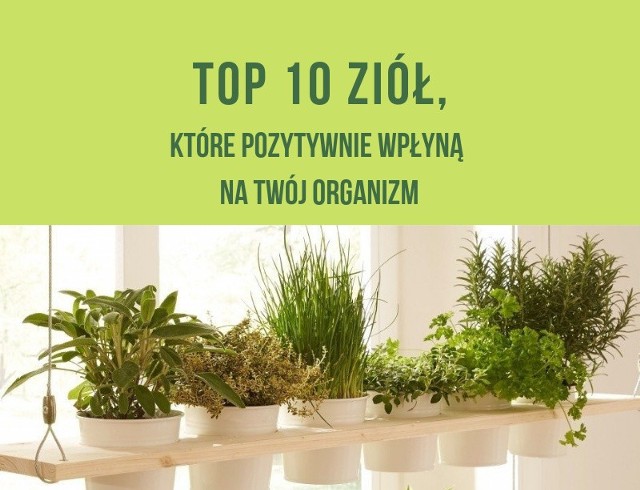TOP 10 ziół, które pozytywnie wpłyną na Twój organizm. https://dziennikbaltycki.pl/top-10-ziol-ktore-pozytywnie-wplyna-na-twoj-organizm-jak-dziala-mieta-melisa-czy-rumianek-sprawdz-galeria/ga/c14-14271711/zd/37320269