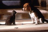 Psy i Koty: Odwet Kitty od piatku na ekranach kin