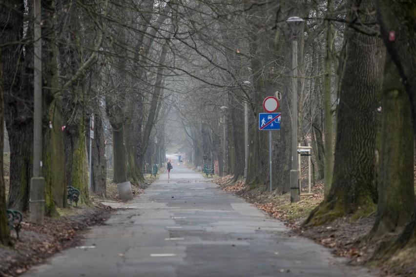 Kraków. Szykuje się wycinka drzew wzdłuż zabytkowej alei Waszyngtona