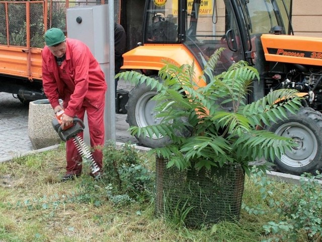 W piątek pracownicy Zakładu Usług Komunalnych przycinali gałęzie krzewów przy ulicy Żeromskiego, między Słowackiego i 25 Czerwca.