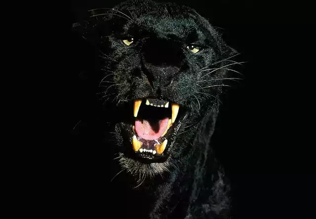 Czarna puma zadomowiła się w lasach pod Gościnem? | Głos Koszaliński