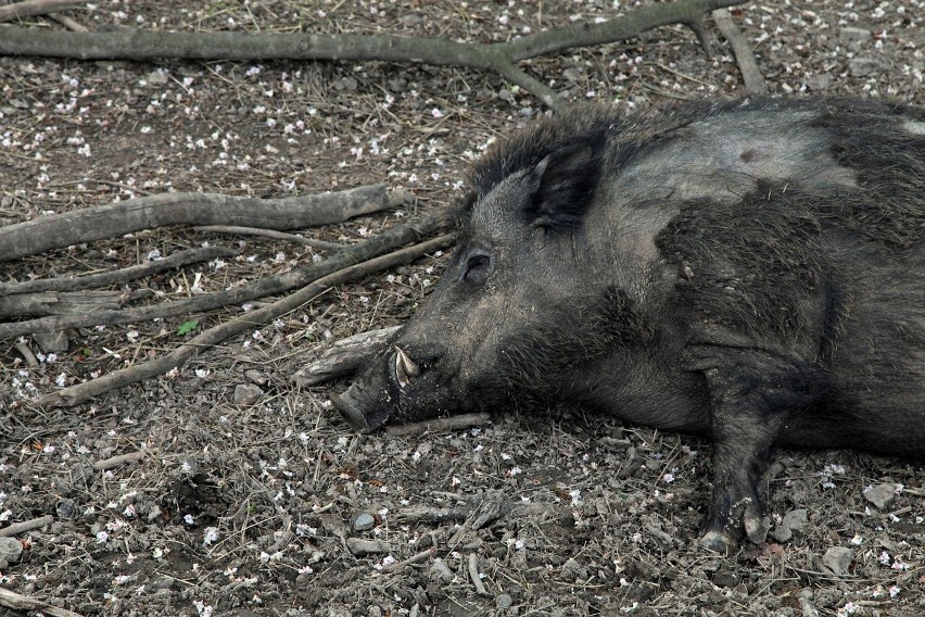 Kolejne przypadki afrykańskiego pomoru świń u dzików w Mazowieckiem 