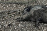Kolejne przypadki afrykańskiego pomoru świń u dzików w Mazowieckiem 