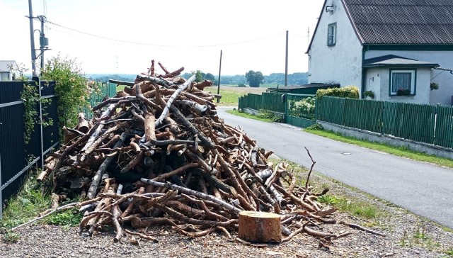 Gałęziówka to drobne drewno, gałęzie, pozostające w lesie na miejscu, gdzie prowadzono wycinki