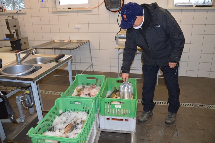 W Antoniówce karpie prosto ze stawu są przerabiane na dzwonki czy filety. Mniej żywych ryb trafi do handlu [ZDJĘCIA]