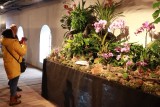 Egzotyczne rośliny z 40 krajów świata na wystawie w Fabryce Sztuki przy Tymienieckiego