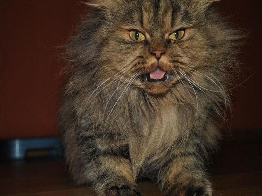 Czytelniczka inharda nadesłała zdjęcie swojej kotki Pusi.