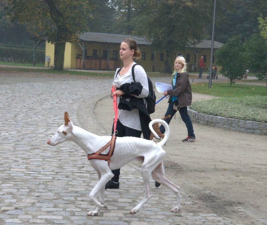 Wrocław: Blisko 80 psów biegło na orientację na Partynicach (ZDJĘCIA)