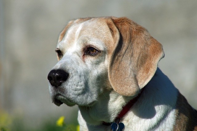 Cztery psy rasy beagle wykorzystywane są w procesie dydaktycznym