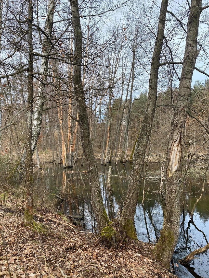 7 kwietnia to Międzynarodowy Dzień Bobra. Wiemy, gdzie go znaleźć, aby złożyć mu życzenia