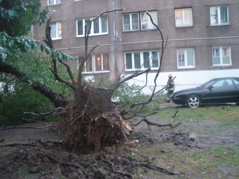 Nawałnica przewróciła na ulicy Filtrowej w Radomiu drzewo,...