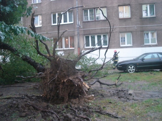 Nawałnica przewróciła na ulicy Filtrowej w Radomiu drzewo, które rosło tu od kilkudziesięciu lat 
