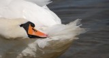 Zakażony łabędź we wrocławskim parku. Kolejne przypadki ptasiej grypy w kraju