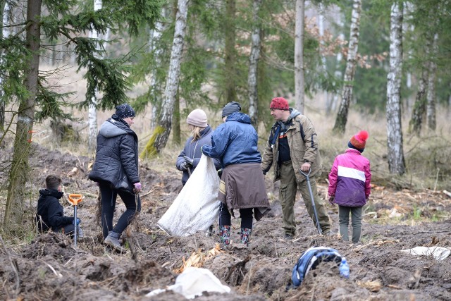 Przez dwa dni harcerze z powiatu sępoleńskiego wysadzili około 16 tysięcy sadzonek dębu i buka. Nasadzenia odbywały się na terenie Leśnictwa Świdwie.