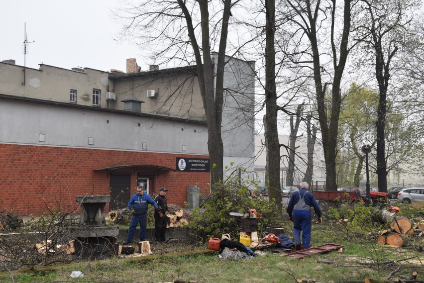 Rybnik: Drzewa przy kinie Hutnik wycięte. Kloch: To mógł być...