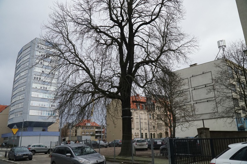 Kasztanowiec ze Zwierzynieckiej przeżył tu sto lat - teraz...