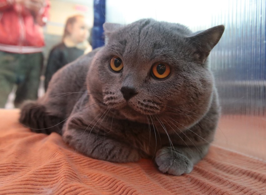 Międzynarodowa wystawa kotów rasowych w Szczecinie. Zobacz kocie piękności! [GALERIA ZDJĘĆ] 