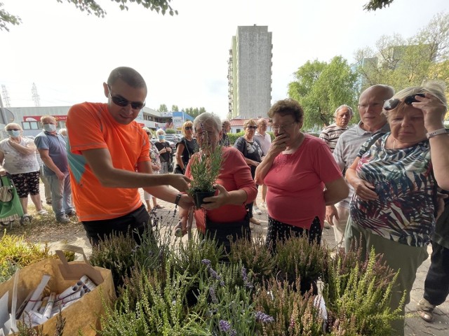 Akcja "Gorzów dla pszczół" odbyła się 9 sierpnia 2021 przy ul. Szarych Szeregów.