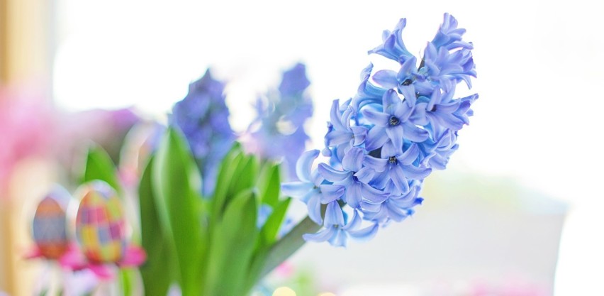 Hiacynty to idealne kwiaty do wielkanocnych dekoracji.