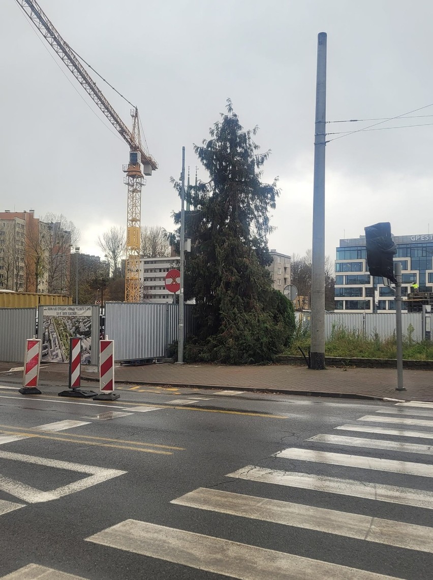 Gdynia. Co z drzewkiem, które stało przed Urzędem Miasta?