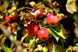 Czerwonopręgi Żółty Owczy Nos...jest smacznym jabłkiem, rosnącym w Parku Mużakowskim w Łęknicy