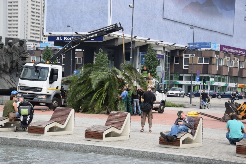 Palmy w sobotę 12 maja wróciły na rynek w Katowicach