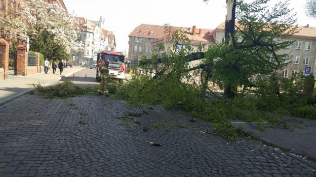 Wiatr złamał m.in. starą lipę rosnącą przy dawnym budynku UMK na ul. Sienkiewicza w Grudziądzu.