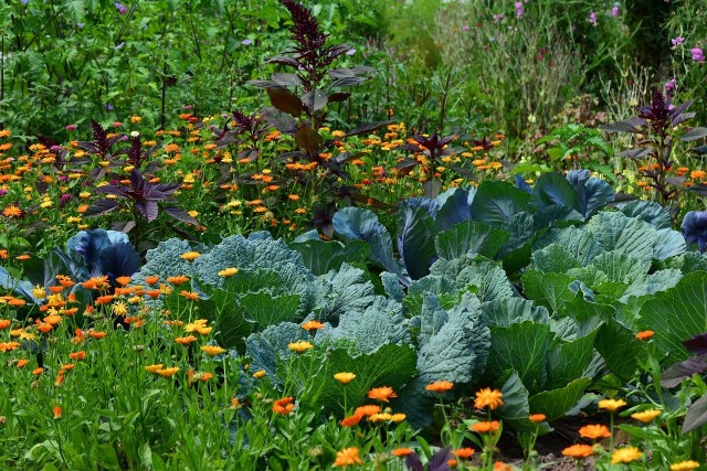 Niektóre zasady rolnictwa regeneracyjnego można przenieść również do naszego ogrodu. To sposób na lepsze plony i zdrowszą planetę.
