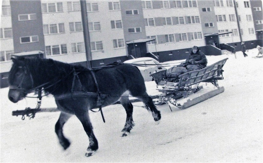 Na Zatorzu dawno nie widziano takiego zaprzęgu jak zimą...