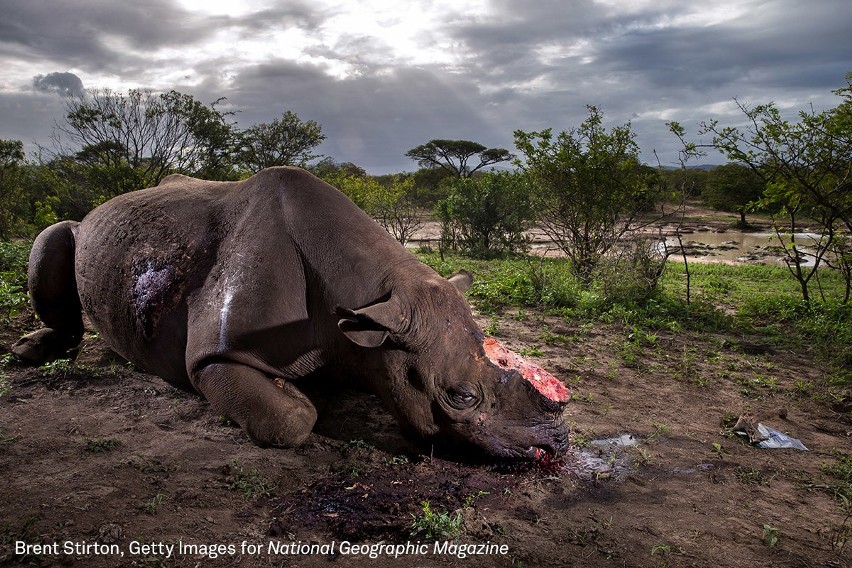 World Press Photo 2017. Zobaczcie najlepsze zdjęcia