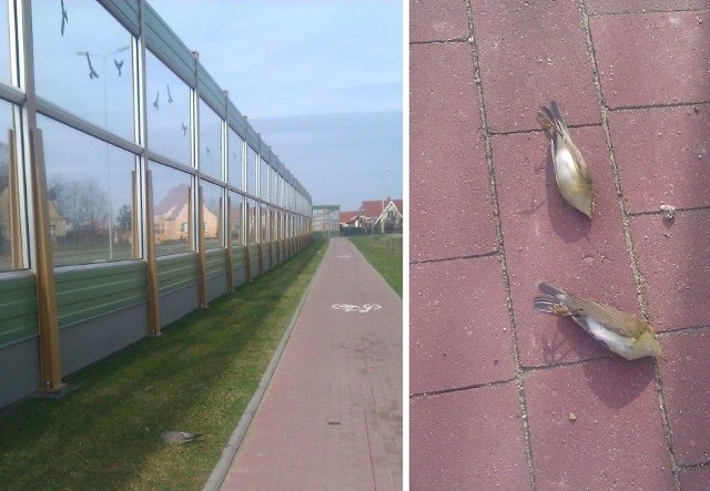 Ekrany dźwiękochłonne w Kołobrzegu to śmiertelna pułapka dla ptaków.