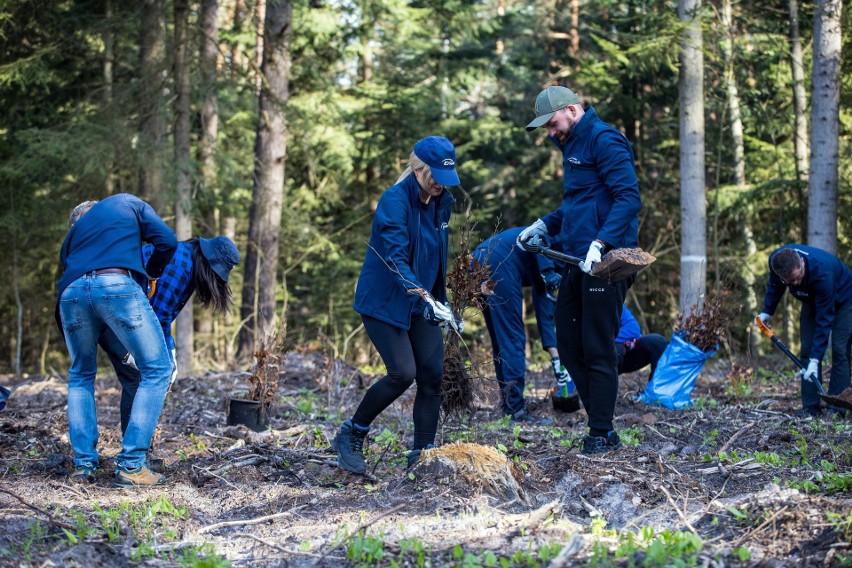 Wolontariusze Enei Połaniec i leśnicy sadzili drzewa z okazji Dnia Ziemi 