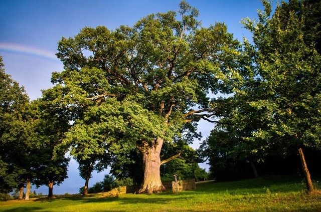 Dąb Bolko zaliczany jest do najstarszych drzew w Polsce