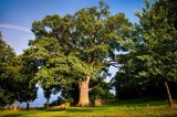 Biedronka obejmie opieką Dąb Bolko. To jedno z najstarszych drzew w Polsce