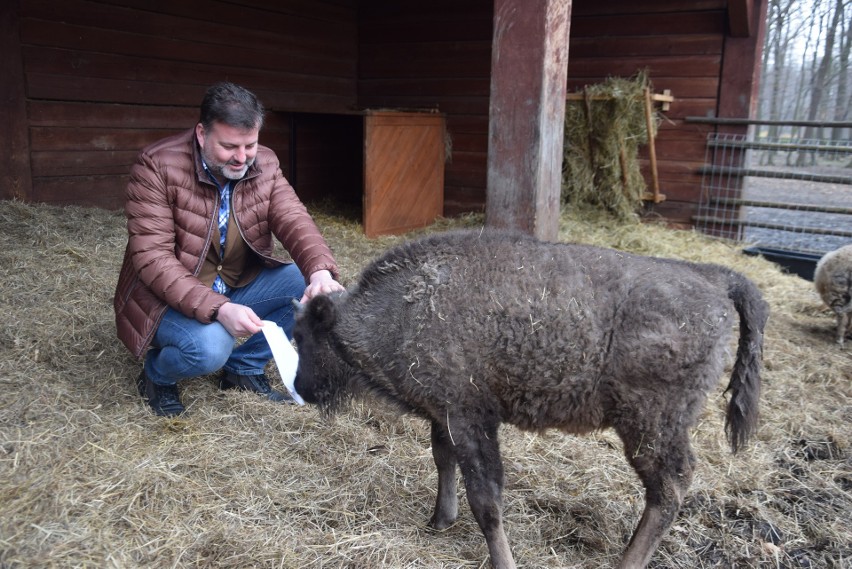 4-miesięczny żubr Plestor z pszczyńskiej zagrody pokazowej...