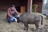 Żubrzyk sierota z Pszczyny ma opiekuna. Walentynkowy gest Przedsiębiorstwa Inżynierii Komunalnej