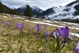 Tatry. Park wysyła patrole wolontariuszy, by chronili krokusy w górach przed turystami