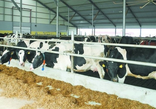 Naszym problemem jest brak ziemi – mówią rolnicyProblemu ze zbytem surowca nie mają rolnicy zajmujący się produkcją mleka