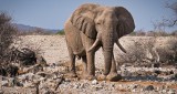 Tragedia na safari. Słoń zaatakował samochód z turystami, nie żyje starsza kobieta. Pozostali zostali ranni - WIDEO