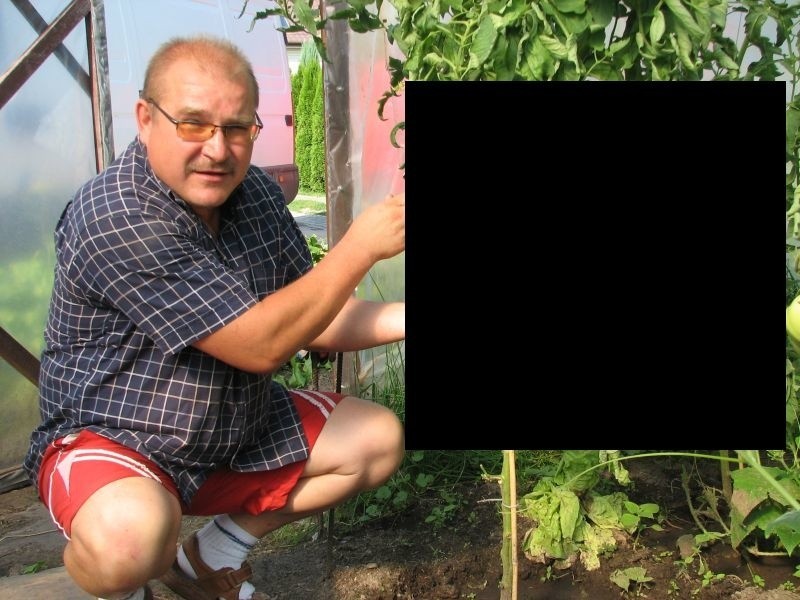 Pan Krzysztof musi podwiązywać pomidory-giganty, żeby nie...