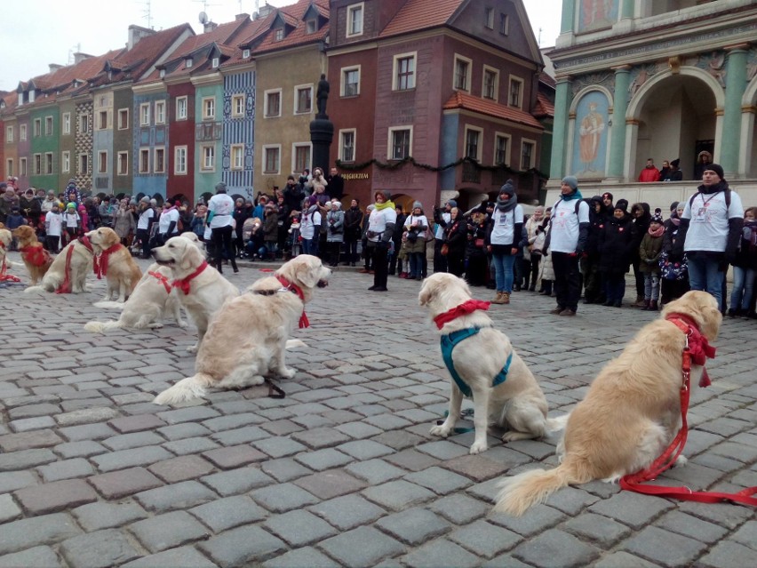 26. Finał WOŚP z "goldenami" w Poznaniu. Na Orkiestrę...