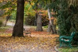 Pogoda na listopad. Szykuje się prawdziwa, złota jesień. Jakie są przewidywania meteorologów na najbliższe tygodnie? 