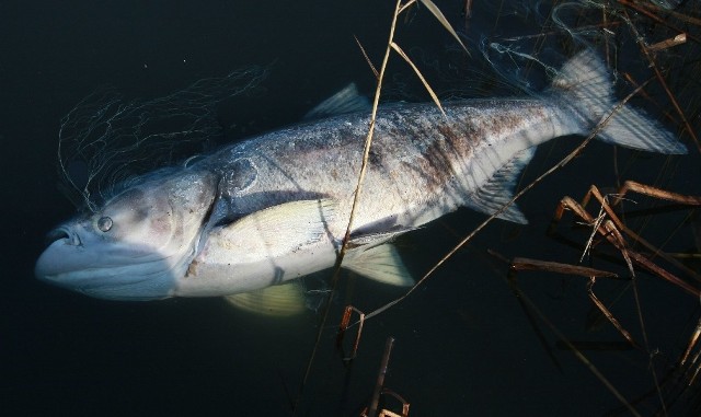 Ofiarami przydychy są przede wszystkim ryby duże i drapieżniki. Pomór ryb wystąpił w wielu akwenach na lubusko-wielkoplskim pograniczu.