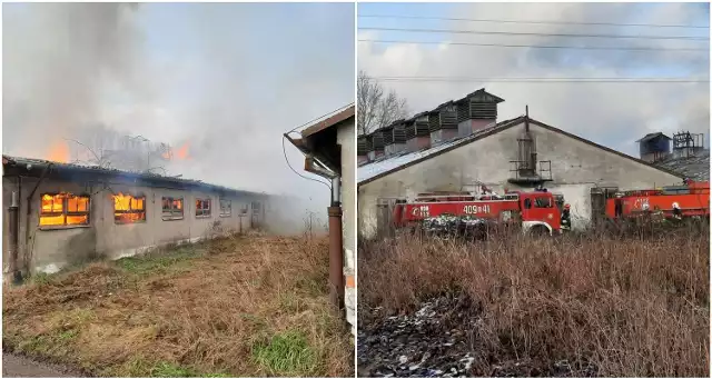 Pożar fermy świń w Suchorzu.