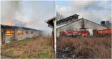 Pożar fermy świń w Suchorzu. Ogień gasiło 14 jednostek straży pożarnej [ZDJĘCIA]