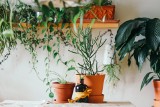 Fakty i mity o domowych sposobach na piękne rośliny. Na te "cudowne" porady uważaj! Możesz zaszkodzić swoim kwiatom