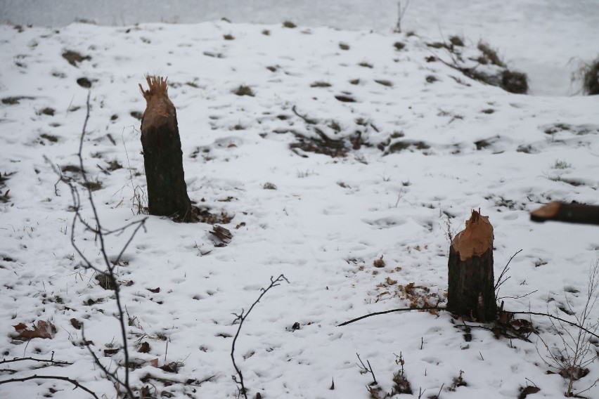 Drzewa na Wyspie Bielarskiej zostały okorowane przez bobry