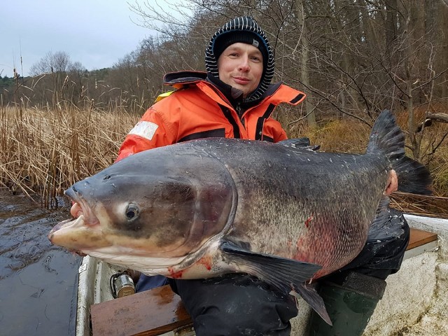 Udało nam się porozmawiać z Adamem Chojnackim z Gorzowa, który złowił naprawdę sporych rozmiarów tołpygę. Jego okaz mierzył 128 cm i mógł ważyć nawet 35-50 kg!No dobra, to po kolei. Kiedy udało Ci się złowić tego "giganta"?- Całkiem niedawno. 30 grudnia wybrałem się wraz moim kolegą Filipem Stonawskim na ryby, na jezioro Lubiąż w Lubniewicach. Sezon wędkarski chcieliśmy zakończyć sandaczem, ale jak na złość te akurat nie chciały brać, więc zdecydowaliśmy się poszukać wielkich tołpyg.Scenariusz brzmi znajomo...- Jasne! Rok temu było bardzo podobnie.Długo czekaliście na swoją chwilę?- Zacznijmy od tego, że Filip chciał koniecznie zobaczyć jak widać tołpygi na echosondzie i jak wygląda moja próba połowu. Po dwóch godzinach pływania po jeziorze udało nam się zlokalizować ryby. I...?- Oczywiście przystąpiliśmy do próby złowienia jednej z nich. Warto dodać, że było ich ponad dziesięć sztuk. Sukces przyszedł wraz trzecim podejściem. Branie nastąpiło na jaskółkę od Foxa i ryba momentalnie odjechała około 50 metrów... Ciężko było?- Tak, walka była ciężka ale niedługa, bowiem trwała około 15 minut. Pamiętam, że gdy Filip zobaczył rybę w wodzie o mało nie dostał zawału (śmiech), ale mimo to sprawnie pomógł mi podebrać, jak się później okazało sporych rozmiarów okaz. We dwóch wciągnęliśmy tołpygę do łódki i podpłynęliśmy na brzeg, aby ją zmierzyć i zrobić zdjęcie. Na fotografiach widać, że tołpyga była sporych rozmiarów. - Owszem, ryba mierzyła 128 cm i ważyła kilkadziesiąt kilogramów. Samemu na pewno nie byłbym w stanie jej podnieść. Piękne zakończenie sezonu. Przypomnijmy jeszcze Twój sukces z 2016 roku.- Pamiętam to dokładnie. Był wtedy 25 listopada. Wówczas w lubniewickim jeziorze Lubiąż złowiłem tołpygę mierzącą 133 cm, ważącą 59,5 kg. Taki połów to przede wszystkim piękne wydarzenie dla wędkarza. Ryba bowiem okazała się najcięższą jaką do tej pory złowiłem i był to rekord Polski. Piękna niespodzianka.  My serdecznie gratulujemy takiego połowu! Przypomnijmy, że dla Adama Chojnackiego łowienie ryb to przede wszystkim hobby. W zawodach bierze udział ale na "żywej rybie". Jego przygoda z wędkarstwem trwa już ponad trzydzieści lat. Ma na swoim koncie m.in. medalowe szczupaki, okonie, sandacza, suma, lina. W 2017 roku udało mu zostać przewodnikiem wędkarskim.Dziękuję za rozmowęMichał KornJeśli chcecie być na bieżąco i śledzić zmagania Adama, odwiedźcie profil Adam Chojnacki Przewodnik Wędkarski;nfPrzeczytaj też:   Pan Adam z Gorzowa złowił ogromną tołpygę! To rekord Polski! [ZDJĘCIA]Zobacz również: MAGAZYN INFORMACYJNY GL: