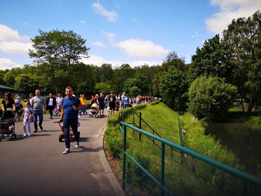 Tłumy odwiedzających gdańskie zoo! Zobaczcie nasz specjalny przewodnik po Gdańskim Ogrodzie Zoologicznym