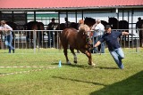 Ogólnopolski Młodzieżowy Czempionat Koni Sokólskich - najlepsze konie przywieźli podlascy hodowcy